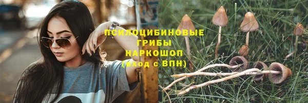 стаф Алзамай